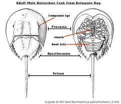 Horseshoe Crabs